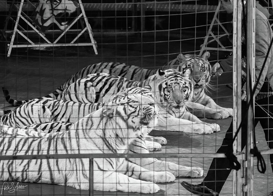 Tigers in wait Photograph by Phil S Addis