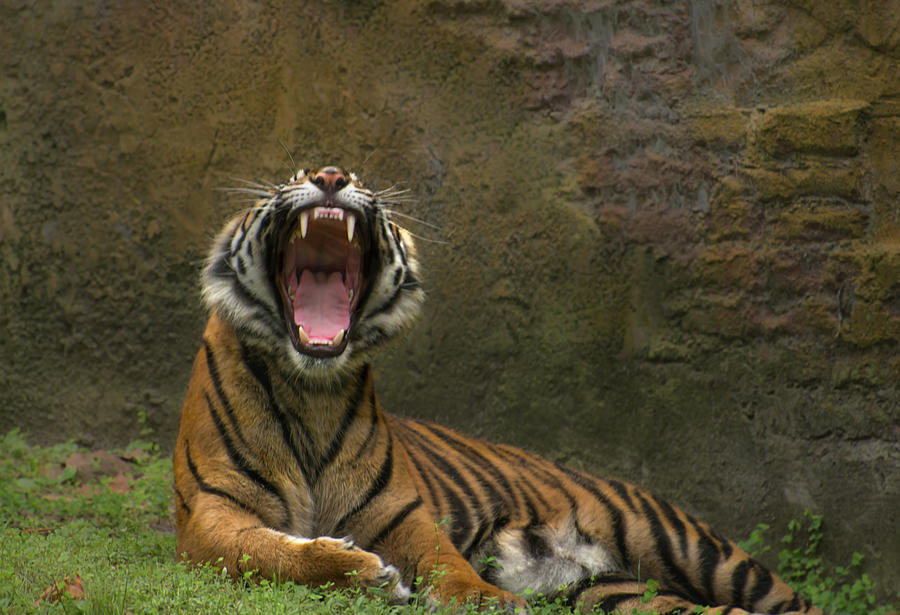 Wildlife Photograph - Tigers yawning by Zina Stromberg
