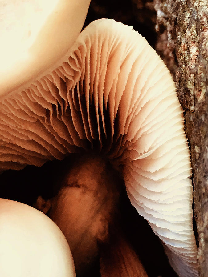 Tight mushroom Photograph by Silvia Marcoschamer