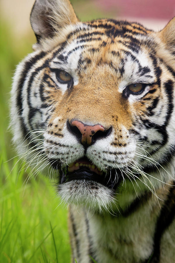 Tigre De Bengala Photograph by Abd