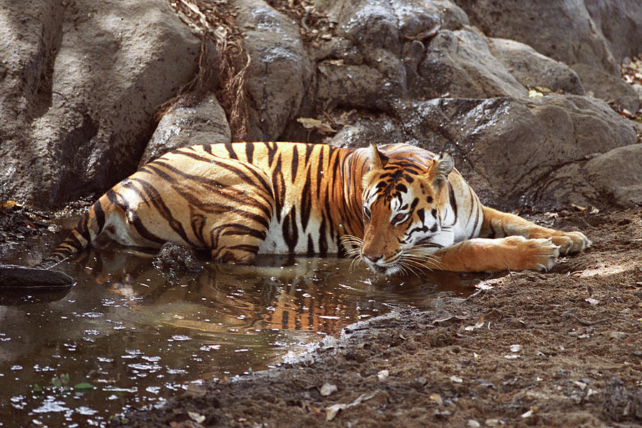 Tigress Drinking Water Photograph by Ajay K Shah