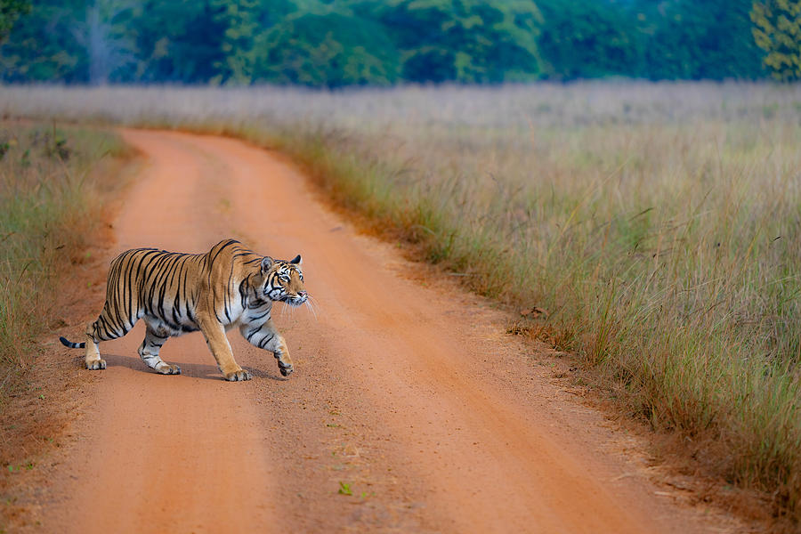 Wildlife Photograph - Tigress On The Prowl by Manish Nagpal