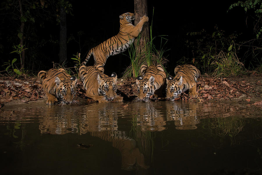 Tigress With Her Four Cubs, Maharashtra, India Photograph By Nayan ...