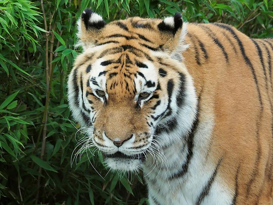 tigris tigris - Supporting World Wide Fund For Nature by James Lamb tigris tigris - Supporting World Wide Fund For Nature by James Lamb