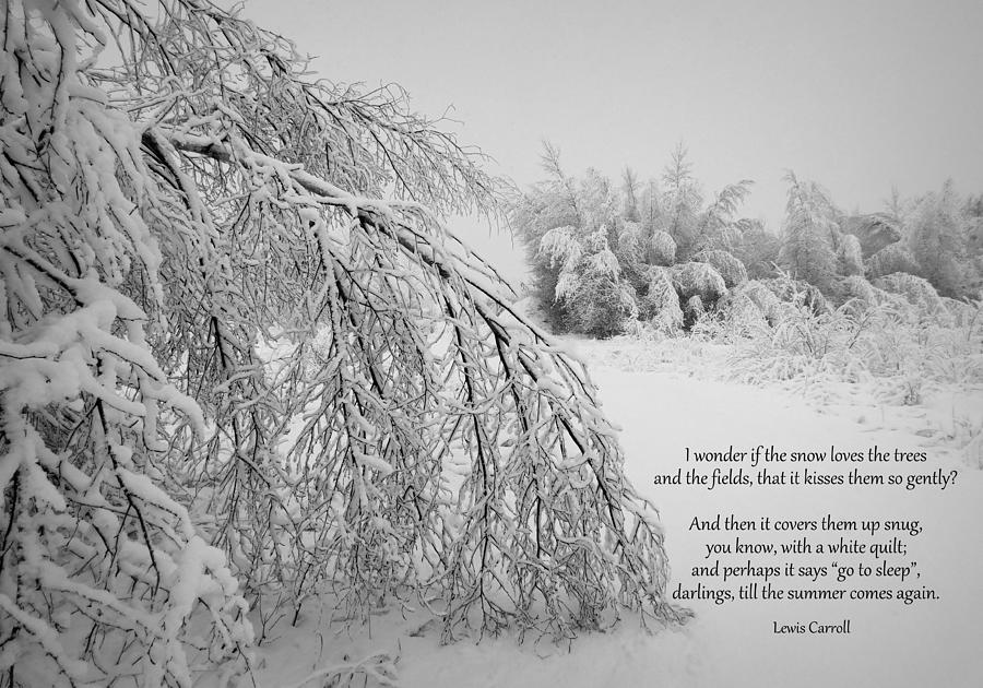 Winter Photograph - Till summer comes again by Karen Cook