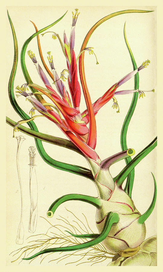 Flowers Still Life Mixed Media - Tillandsia Bulbosa 1847 by Vintage Lavoie