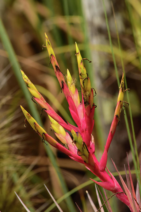 Nature Photograph - Tillandsia fasciculata var densispica by William Tasker