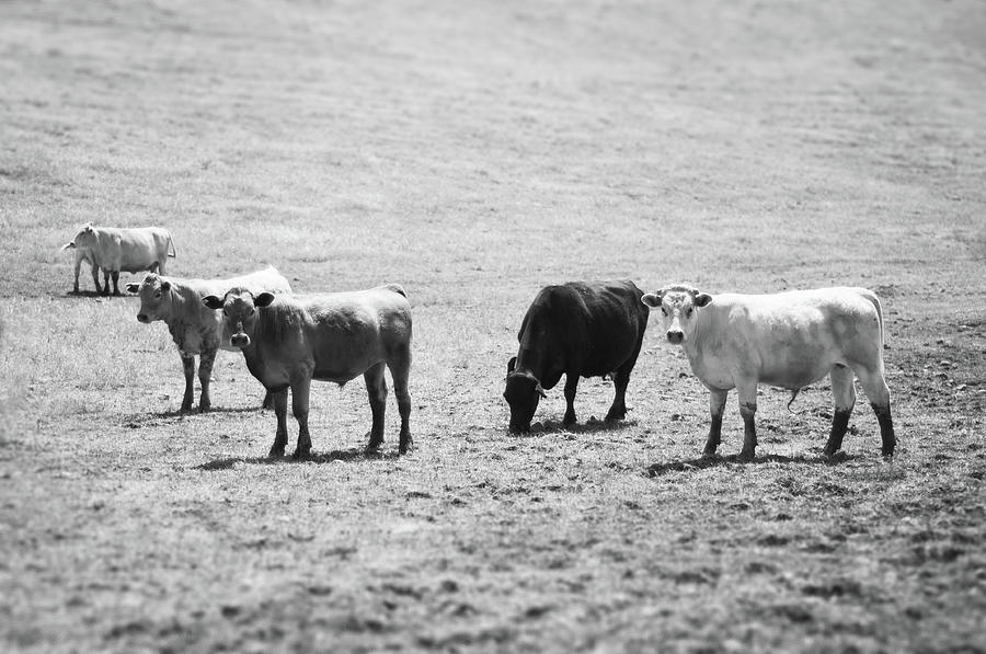 Tilt Shift Cattle In A Field Photograph by Toddarbini