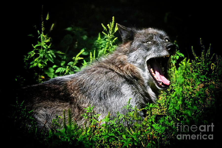 Grey Wolf aka Timber Wolf Photograph by Charline Xia