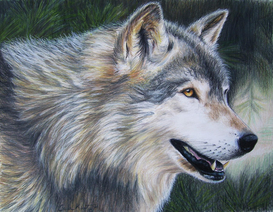 Timber Wolf Dark Painting by Carla Kurt - Fine Art America