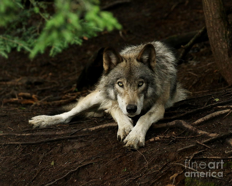 Timber Wolf Intensity Photograph
