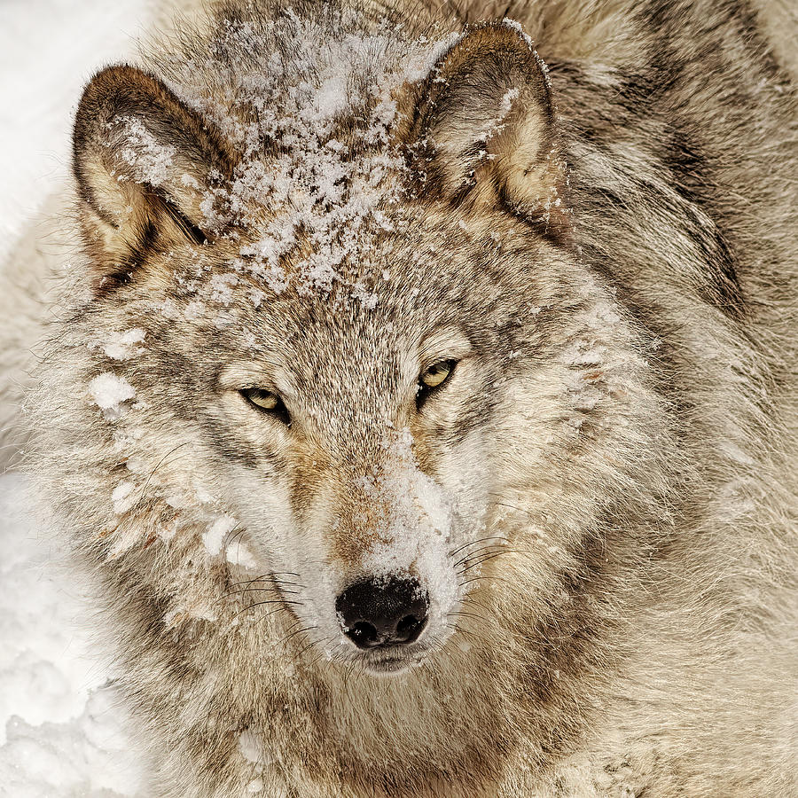 Wildlife Photograph - Timber Wolf by Lucie Gagnon