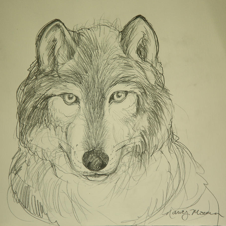 Wild Wolf Portrait