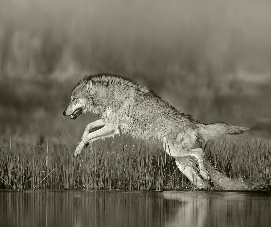 Timber Wolf Running Photograph by Tim Fitzharris