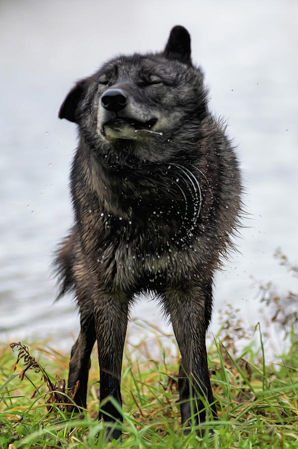 Timber wolf shaking water off Photograph by Dan Friend