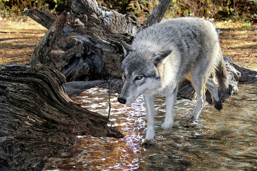 Timber Wolf Stalking Photograph by Jeannee Gannuch