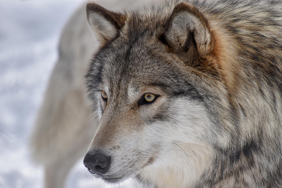 Timber Wolf Stare Photograph by Rose Guinther