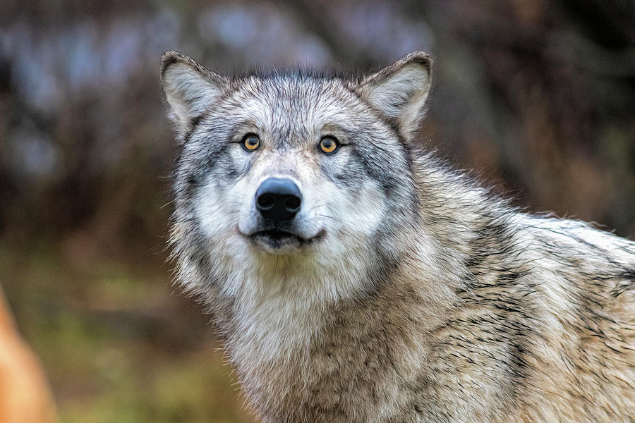 Timber wolf with yellow eyes Photograph by Dan Friend - Fine Art America