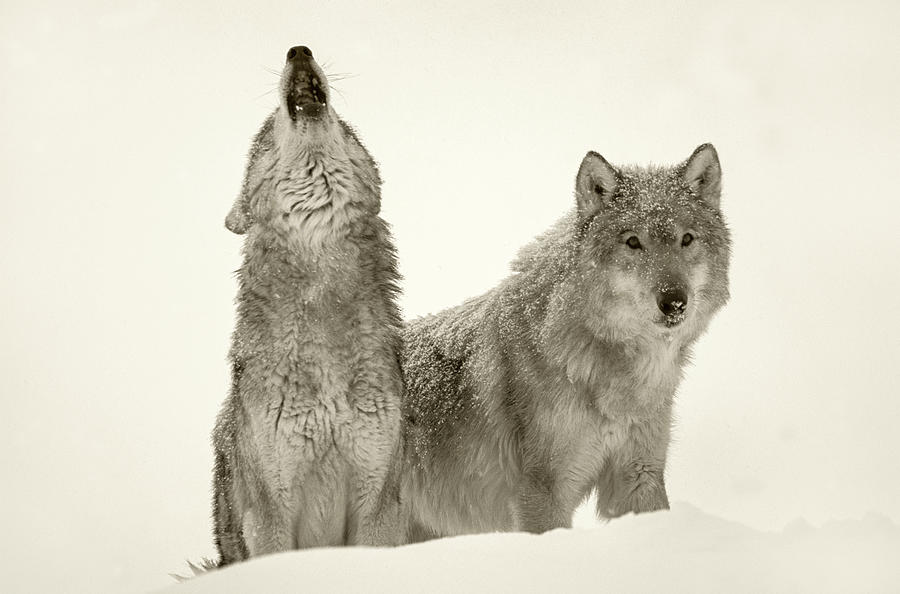 Timber Wolves In Snow Photograph by Tim Fitzharris