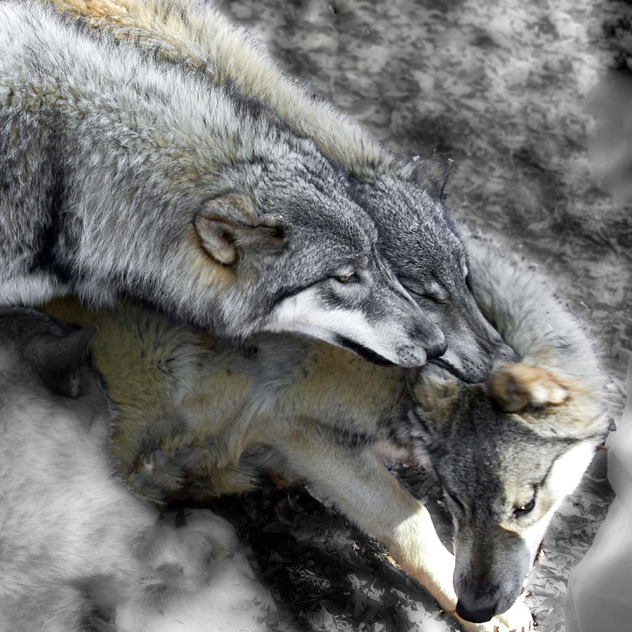 Timber Wolves Up Close Photograph by Jeannee Gannuch
