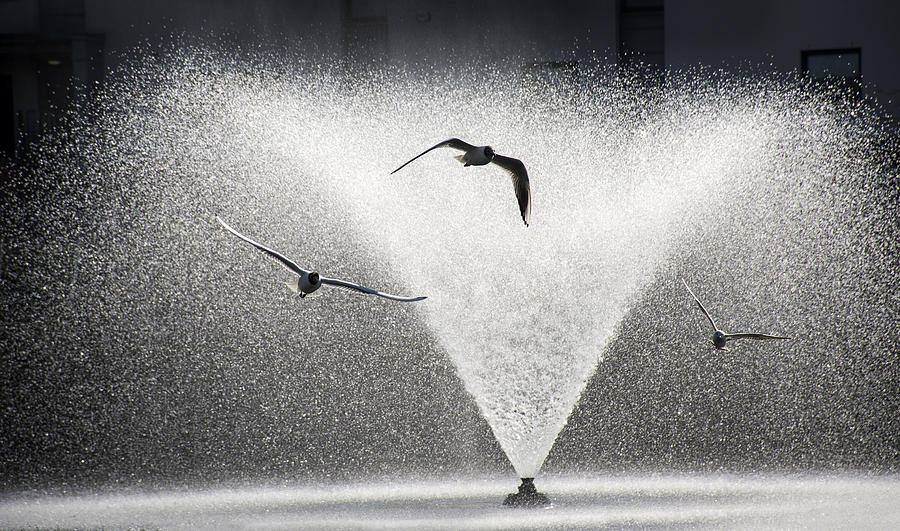 Time For A Shower Photograph by Davor Goll