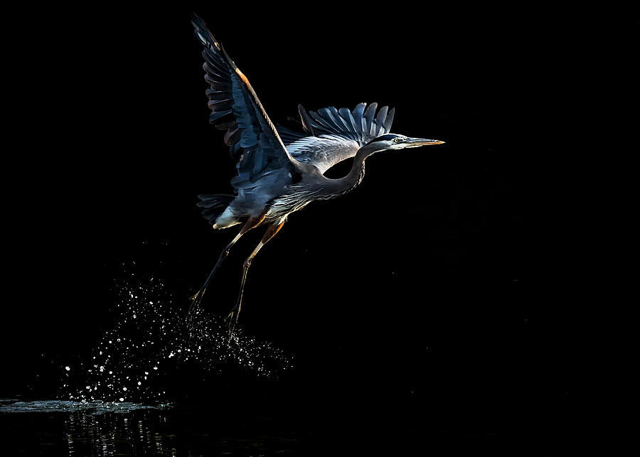 Heron Photograph - Time For Home by Annie Poreider