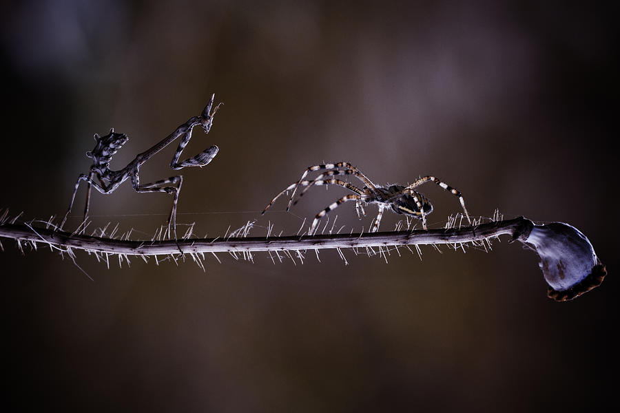 Spider Photograph - Time For You To Go by Fabien Bravin