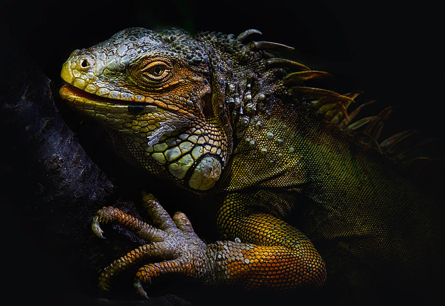 Animal Photograph - Time Of Molting by Santiago Pascual Buye