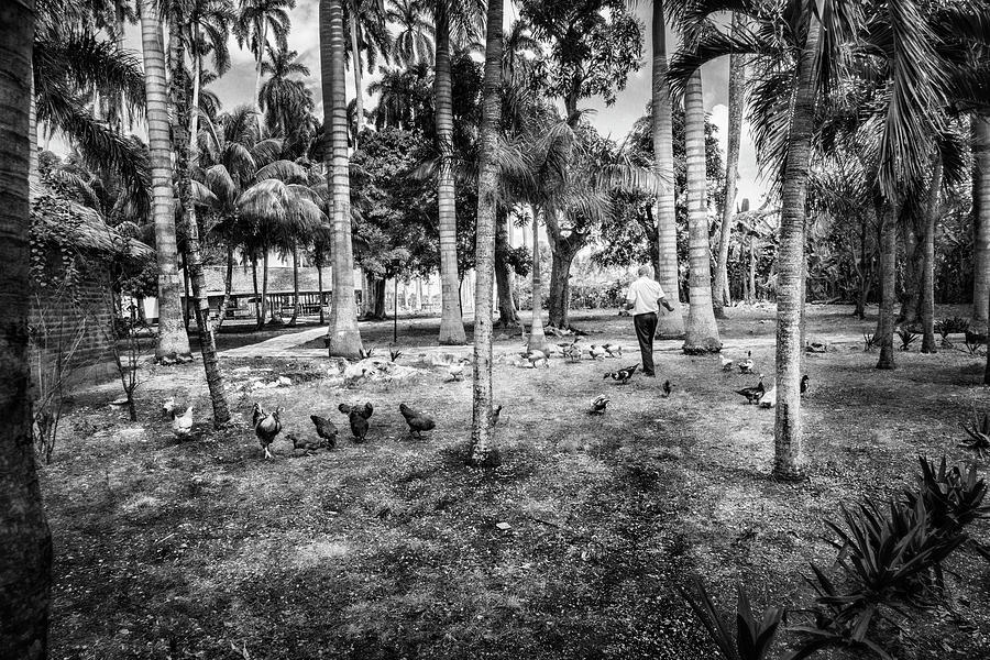 Time to Feed the Chickens black and white by Sharon Popek Time to Feed the Chickens black and white by Sharon Popek