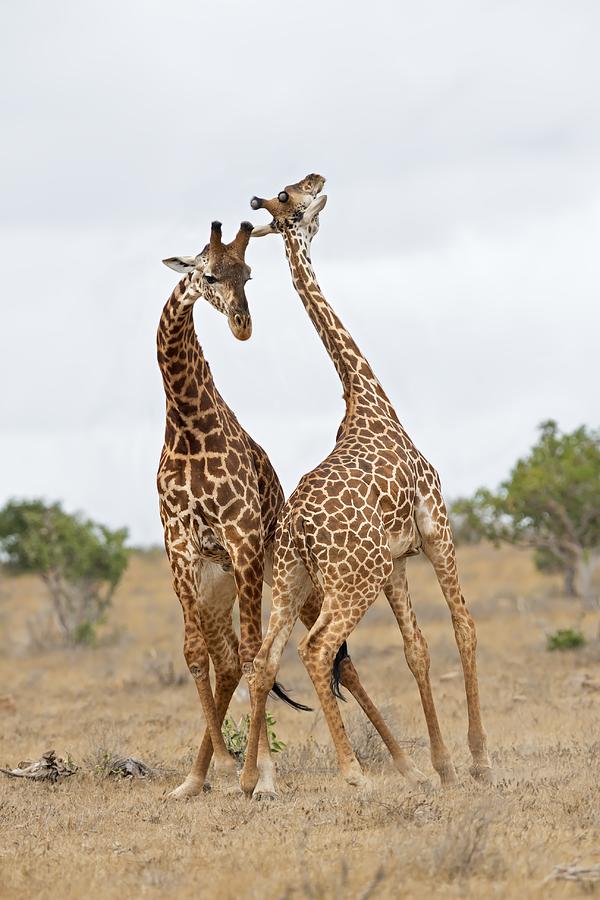 Giraffe Photograph - Time To Fight by Marco Pozzi