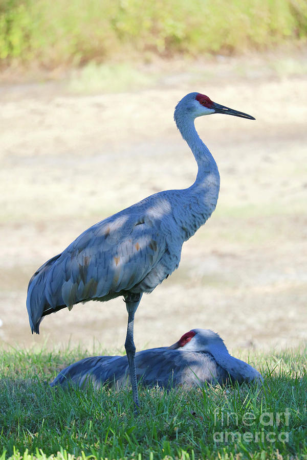 Time to Rest Sandhill Crane Couple Photograph by Carol Groenen