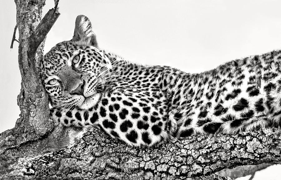 Wildlife Photograph - Time To Rest by Xavier Ortega