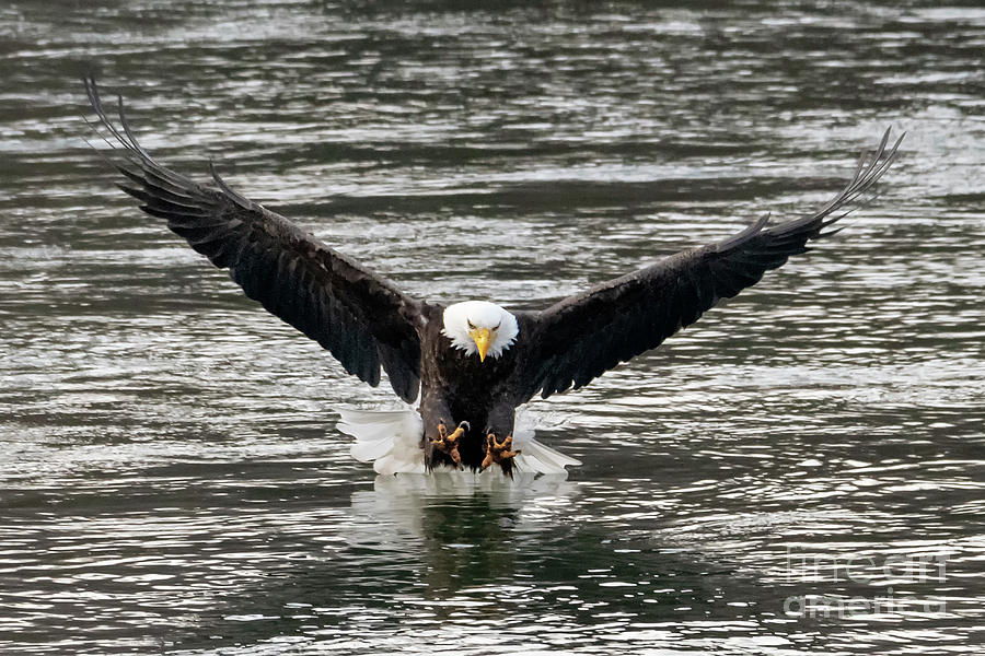 Eagle Photograph - Time to Strike by Michael Dawson