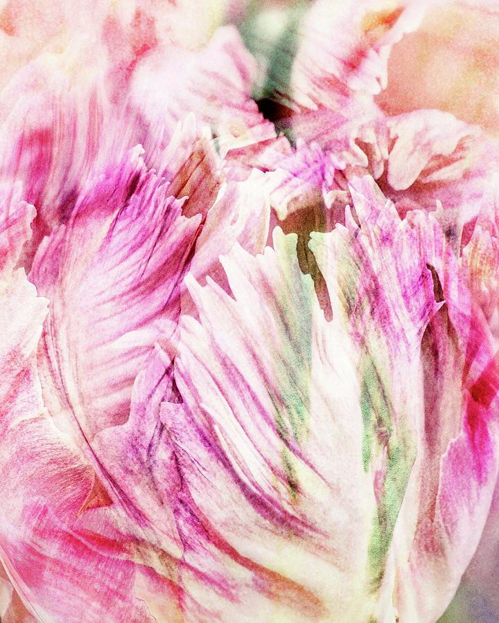 Timeless Tulip by Kathi Mirto Timeless Tulip by Kathi Mirto