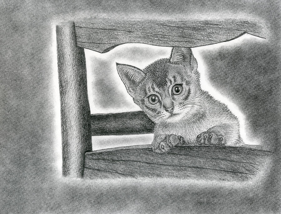 timeout-kitten-drawing-by-j-d-widener-fine-art-america