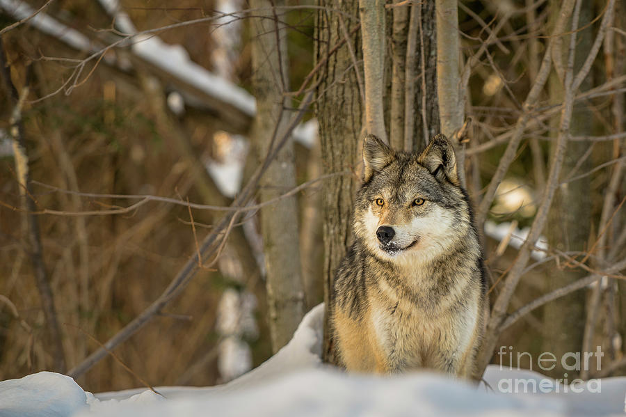Timberwolf in Snowy Woodland WV8985 Photograph by Mark Graf
