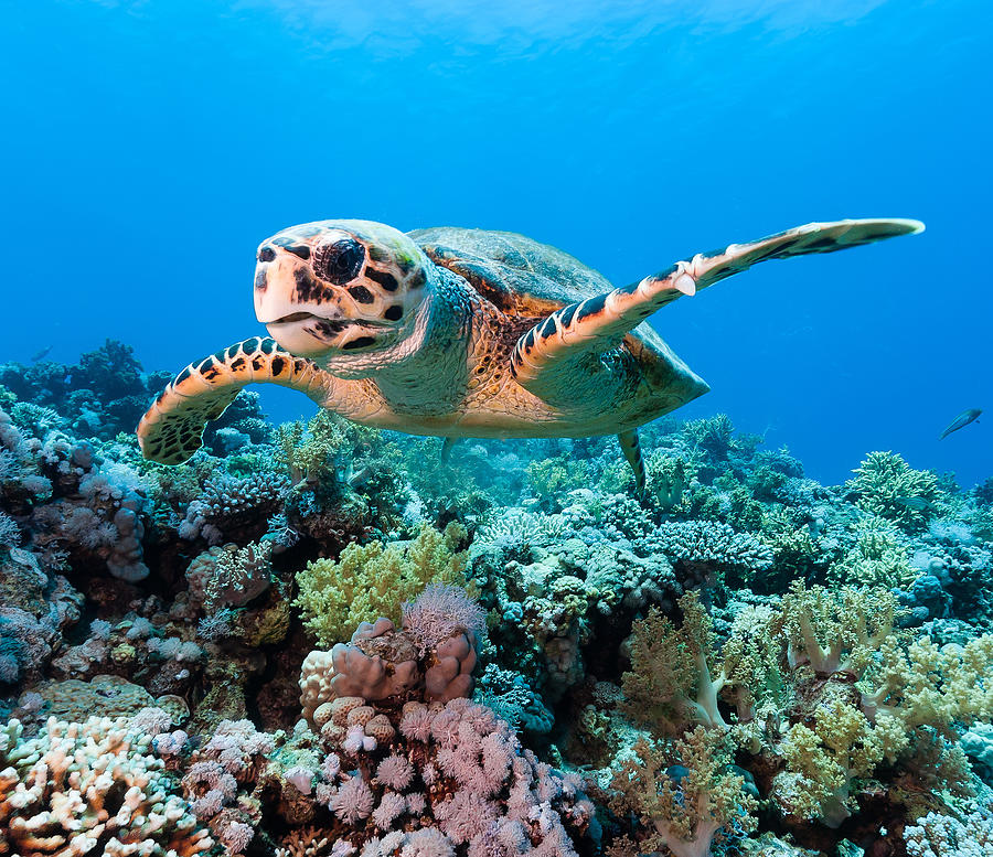 Timmy the sea turtle on a tropical coral reef Photograph by Tamera McPherson