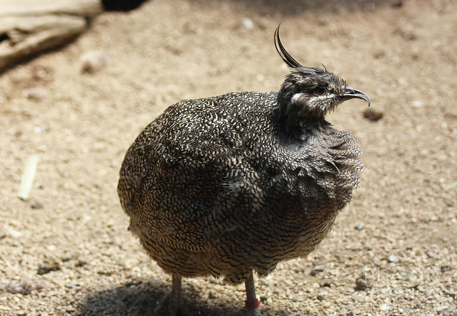 Tinamou Bird in Scrub with Very Little Plant Growth Photograph by ...