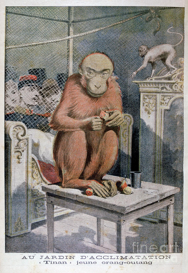 Tinan The Orangutan, 1896. Artist Henri Drawing by Print Collector