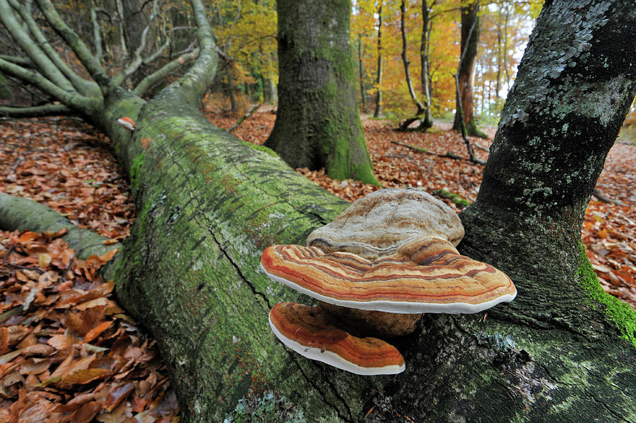 Tinder Bracket Fungus On Fallen Tree In Beech Forest, Belgium ...