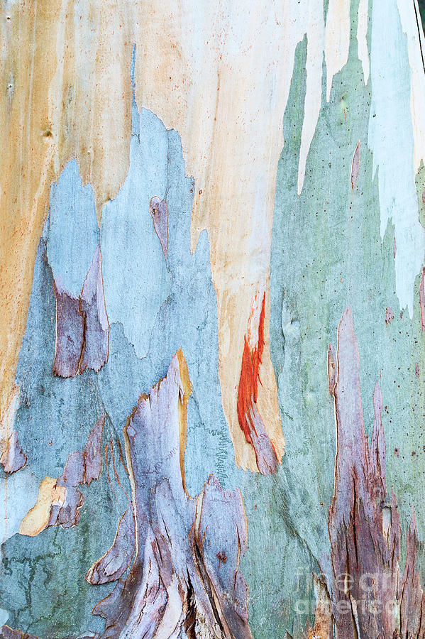 Tree Photograph - Tingiringi Gum Tree Bark by Tim Gainey