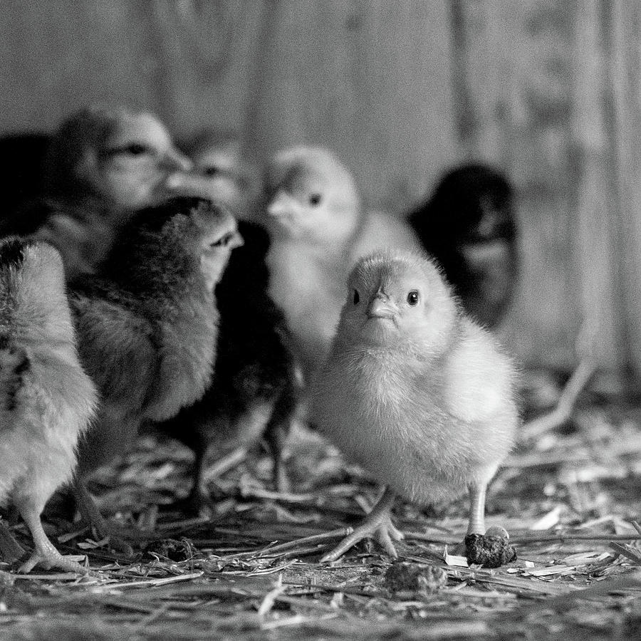 Tiny Baby Chicken In Hen House Photograph by Alex Grichenko