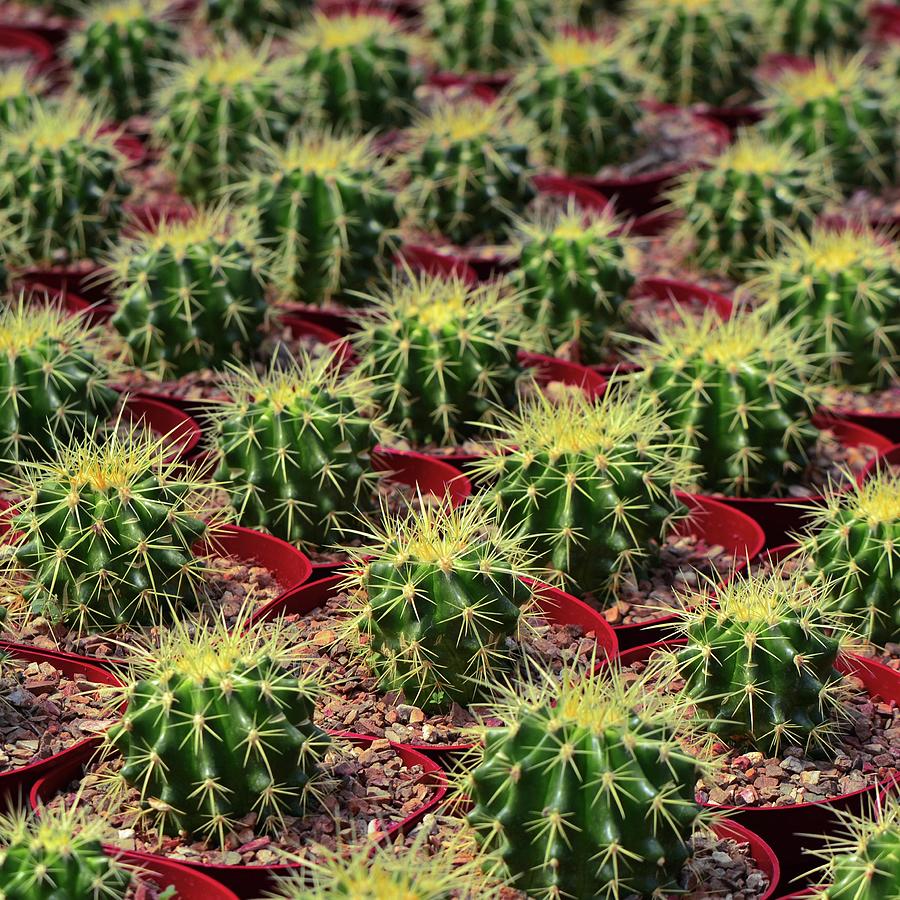 Tiny Barrel Cactus Photograph by Yuko Smith Photography