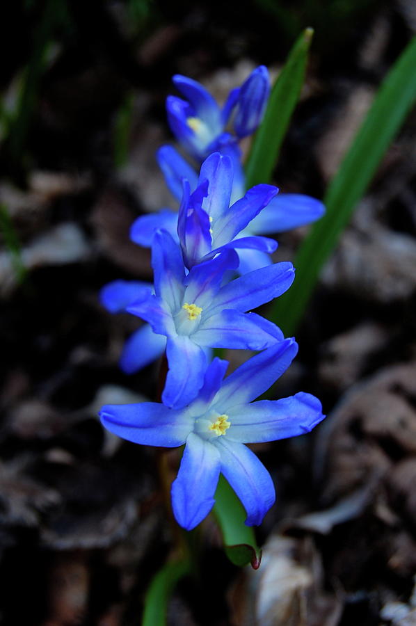 Tiny Blue Amsonia Flowers Photograph by Amanda Andersen | Fine Art America