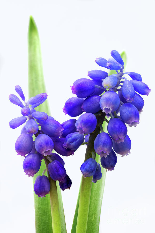 tiny blue bell shaped blue flowers cluster Grape hyacinth Muscar Photograph by Robert C Paulson Jr