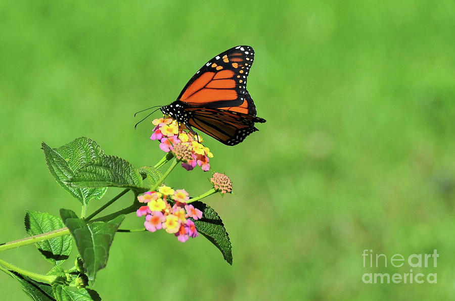 Tiny Butterfly Photograph by Elaine Manley