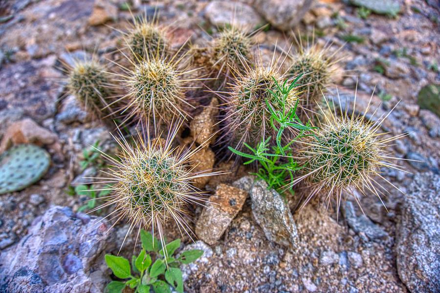 Tiny Cactus Photograph by Anthony Giammarino