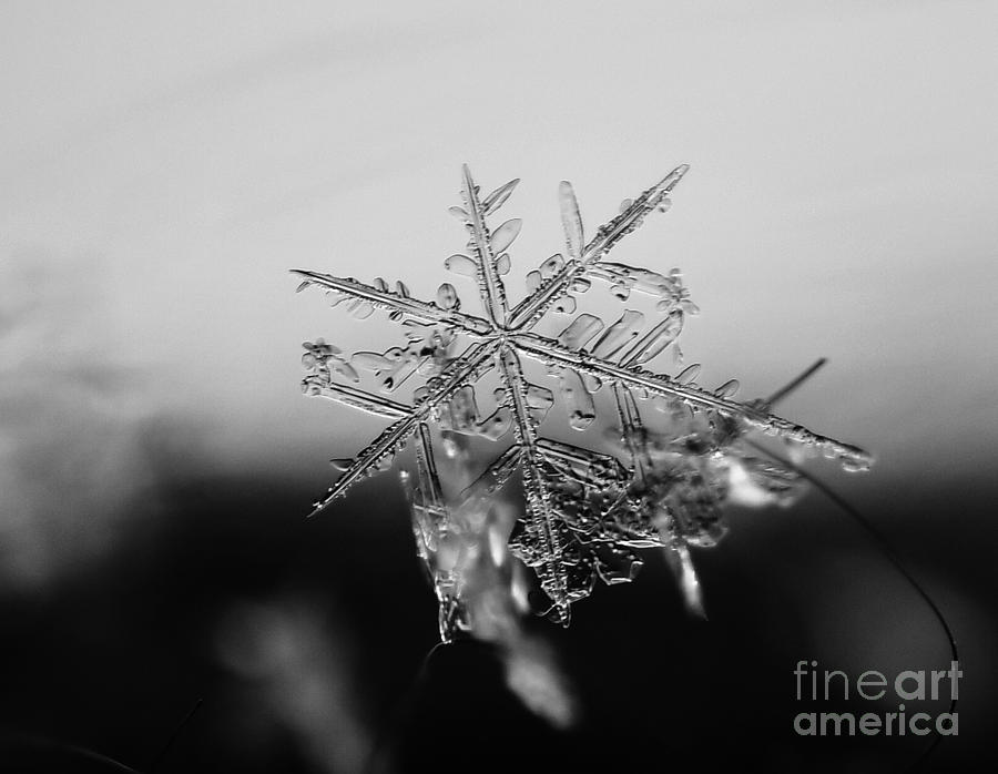 Winter Photograph - Tiny Crystal by Julie Street