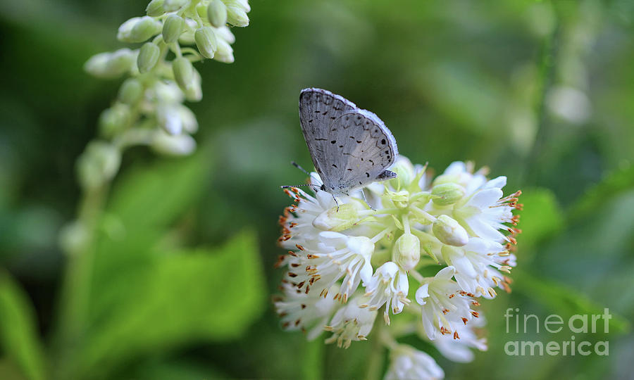 Macro Photograph - Tiny Eastern Tailed Blue Butterfly by Karen Adams Macro Photograph - Tiny Eastern Tailed Blue Butterfly by Karen Adams
