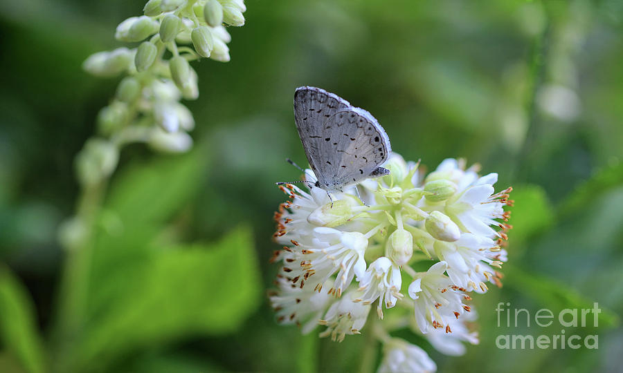 Tiny Eastern Tailed Blue Butterfly Photograph by Karen Adams